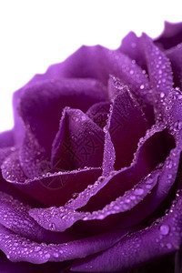 紫罗兰以孤立的水滴升起图片