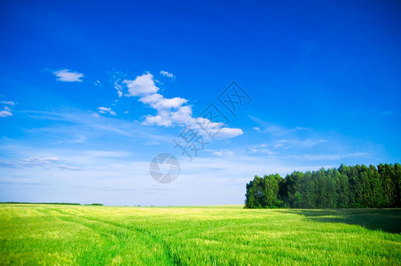 夏季风景绿地树木和蓝天空图片