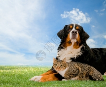 狗和猫一起在草地上阳光明媚的春天和蓝上图片素材