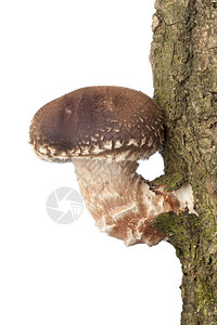 芝麻树一只在棵树上生长的芝麻蘑菇紧贴白色背景的树上背景
