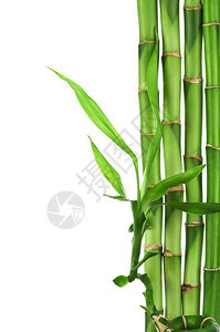 竹框架孤立图片