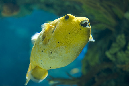 金鱼阿罗龙在一个巨大的水族馆里图片