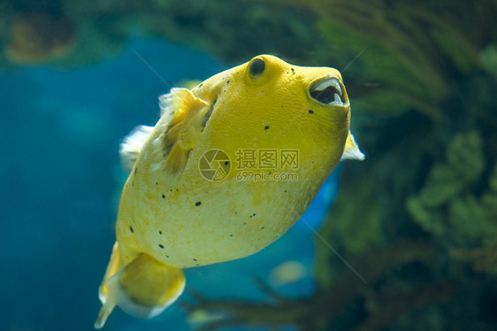 金鱼阿罗龙在一个巨大的水族馆里图片