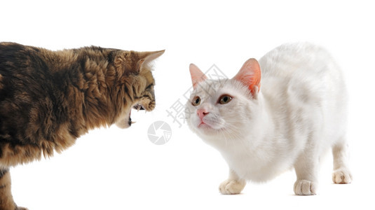 两只猫在一场冲突中白色背景面前的相片图片