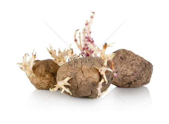 白种土豆的发芽已经成熟白种土豆被孤立图片