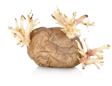 一个成熟的土豆发芽在纯白的种背景上图片