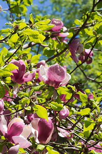 春天的木兰花树图片