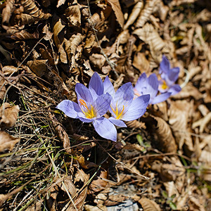 森林里的紫花朵图片