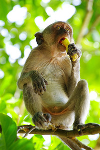 猴子吃桃猴子坐在树上背景