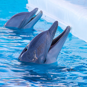 海豚在游泳池图片