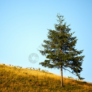 山丘上的孤树图片