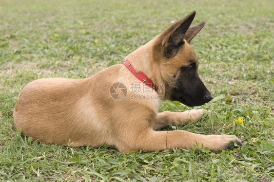 纯种的白牧羊犬麦地诺图片