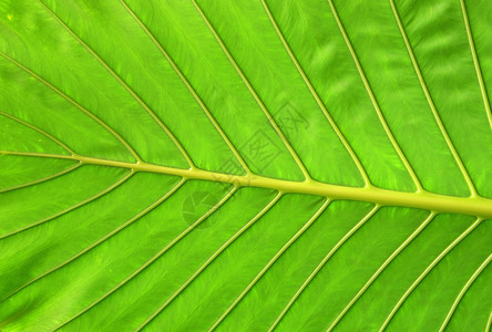 植物的叶子图片