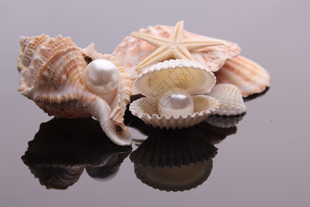 贝壳上的珍珠异国海壳洋的宝藏图片