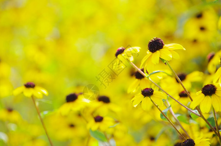 小雏菊高清特写田间抽象黄色花朵背景
