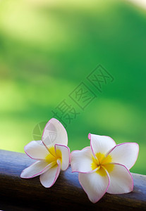 绿色背景的粉红frangipani花朵图片