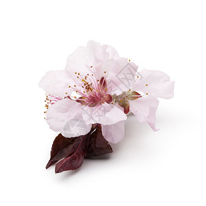 白色背景的樱桃枝花图片