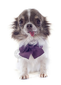 一个可爱的纯种小狗吉娃肖像领子在白色背景面前图片