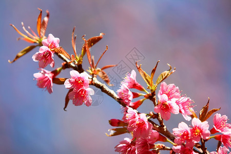 CherryBlossomThais樱桃图片