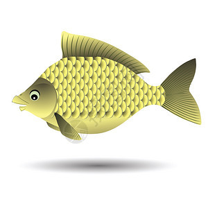 用于设计的鱼多彩插图图片