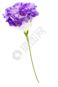 白色和紫的枯叶花孤立在白色上背景图片