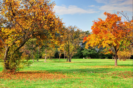 秋天公园的风景色彩多的叶子阳光明媚的蓝天图片