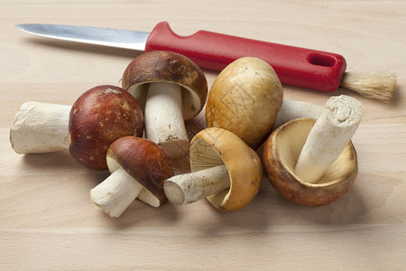 Russula蘑菇和刀图片