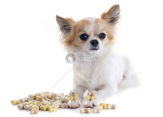 白种背景面前的吉娃和狗食图片
