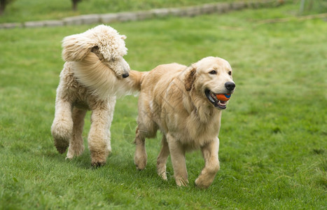 两只全尺寸的狗一起玩球背景图片