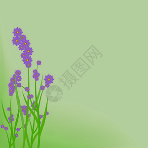 紫色盛开的花背胶图片