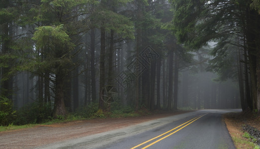穿过森林雾聚集的两条巷道图片