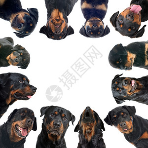 狗黑色白色背景前的rottweiler组群背景