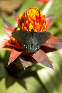 蛇尾燕黑暗花园蝴蝶图片