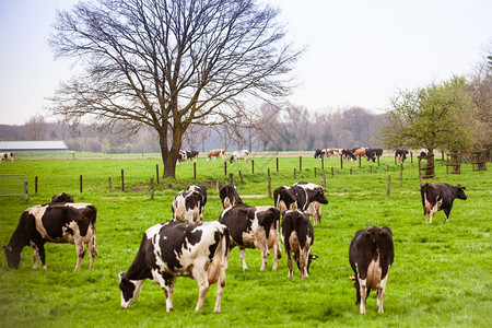 用绿草在地上的牛群放牧小图片
