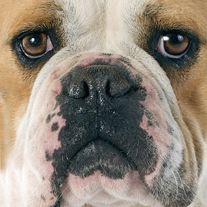 白色背景前纯种的英国斗牛犬肖像图片