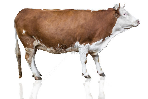 白孤立的母牛图片