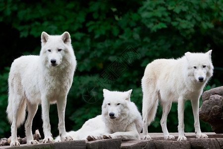 北极野狼图片