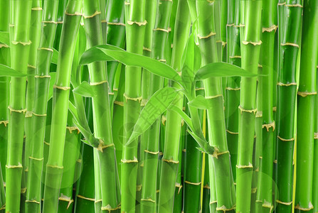 竹子在白色上被孤立图片