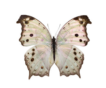 白色背景上的蝴蝶xAxA图片