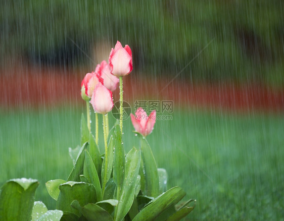 春时粉红色郁金香盛开的春雨图片