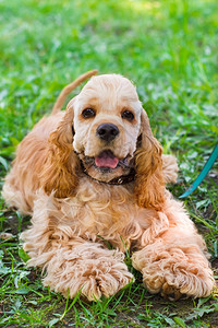 可爱运动狗的近视肖像美国鸡Spaniel微笑图片