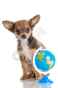 有趣的小狗吉娃与一个孤立的地球小狗图片