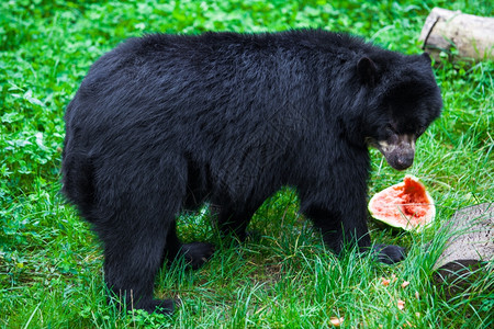 黑熊西北吃五谷高清图片