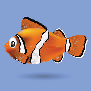 用于设计的小丑鱼多彩色插图图片