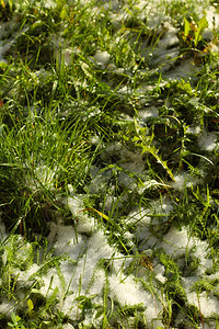 雪泉覆盖的绿草雪融化图片