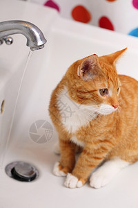 家里的动物洗手间水槽饮用中的红可爱小猫宠图片