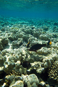 珊瑚礁有软和硬有异国鱼类图片