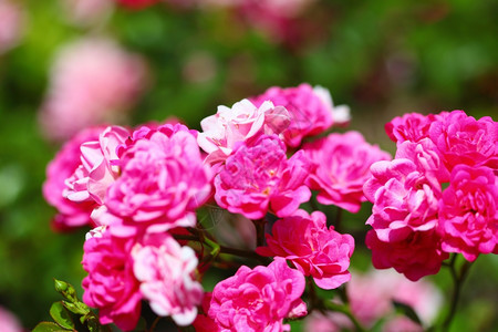 露天花园的粉红玫瑰灌木丛图片