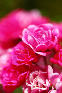 露天花园的粉红玫瑰灌木丛图片