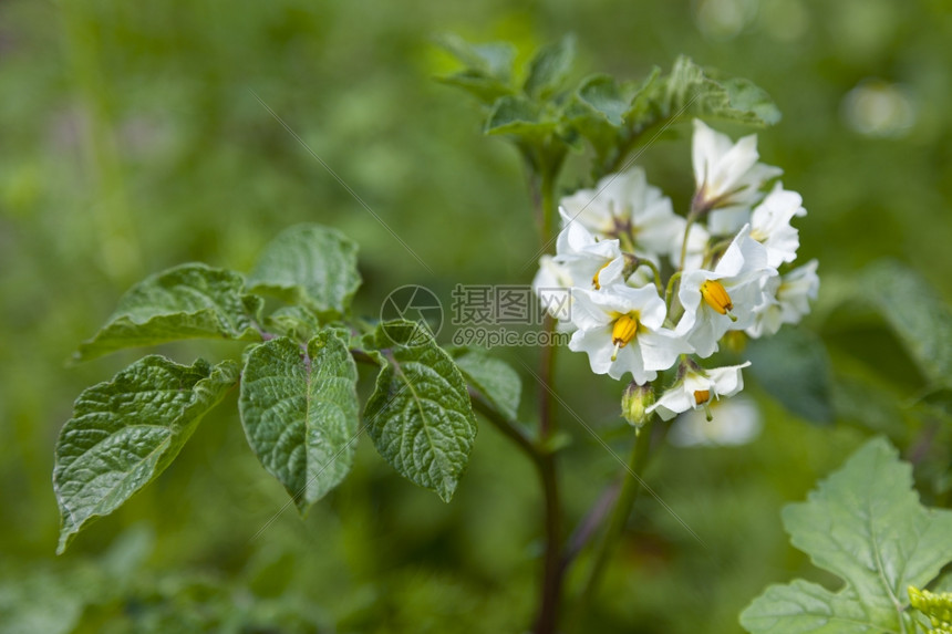 白花索拉南管状甘油土豆图片